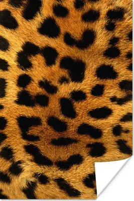 Produktbild von MuchoWow® Poster Tierfell - Leopard - Wild 80x120 cm - Papierdruck