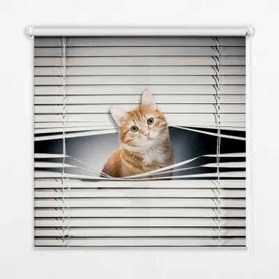 Produktbild von Seitenzug-Rollo Fensterrollo Jalousie - Thermo-Rollo Verdunkelungsrollo - 90x180 cm - Rote Katze