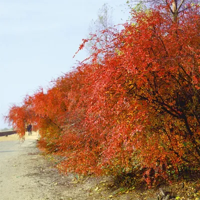 Produktbild von Cotoneaster acutifolius, 80–100 cm, robust und pflegeleicht