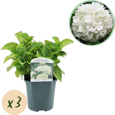 Image de Hortensia Hydrangea macrophylla blanc - 3 plants - Fleurs blanches - Ø17cm