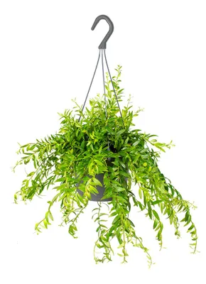 Produktbild von Aeschynanthus Mona Lisa, Lippenstiftpflanze, 20-30 cm, Topf 17 cm