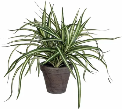 Zdjęcie produktu dla Mica Decorations Dracaena sztuczna roślina w doniczce Stan - H34 x Ø40 cm - Biały