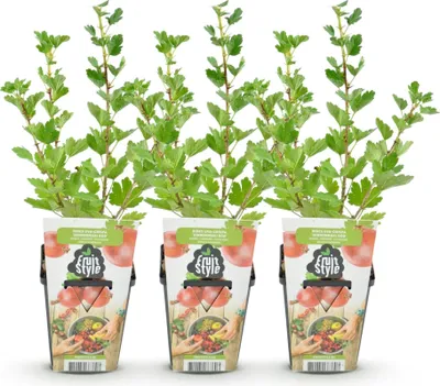 Produktbild von GreenboutiQ - Obstpflanzen - Stachelbeere - Ribes uva-crispa Hinnonmaki Rod - Winterhart - 3 Pflanzen - Topf 9 cm - Rote Beere