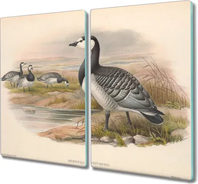 Produktbild von Coloray Schneidebrett Herdabdeckplatte 2x30x52 cm Kochplattenabdeckung Hackbrett Küchenbrett - Vögel Tiere
