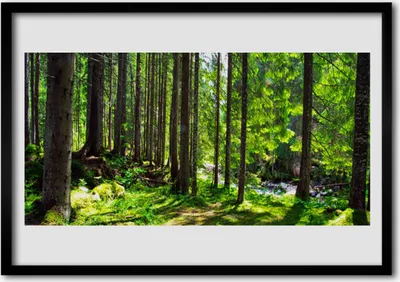 Produktbild von Bild 100x70 MDF-Rahmen Wandkunst Natur Pflanze Wald Bäume