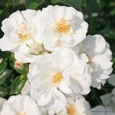 Produktbild von Kordes Kleinstrauchrose Innocencia® Weiß, reinweiß