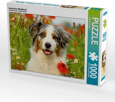 Produktbild von Calvendo Australian Shepherd 1000 Teile Puzzle quer 640x480mm, Köntopp Kathrin; 7405263