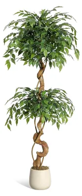 Immagine prodotto di Ficus artificiale - Pianta decorativa da interno - Altezza 150 cm - Fusti curvi e realistici - Vaso bianco - Decorazione per soggiorno e ufficio - Verde