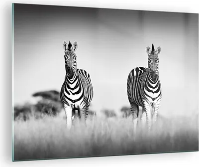 Produktbild von Bilder auf glas - Einteilig - Zebras Fotografie Schwarzweiß - 70x50cm - Glasbilder - Wandbilder - Bilder - Wanddekoration aus Glas - Glas Bilder - Wandbild auf Glas - GAA70x50-4476