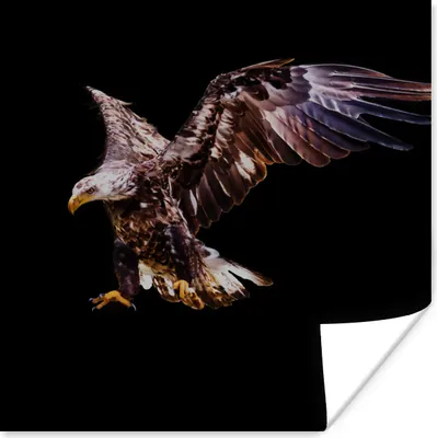 Produktbild von MuchoWow® Poster Adler - Vogel - Federn 100x100 cm - Babyzimmer