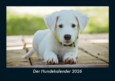 Produktbild von Der Hundekalender 2026 Fotokalender DIN A5