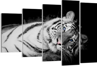 Produktbild von Bild auf Leinwand - Leinwandbild - 5 Teile - Weiß Tiger Schwarz und Weiß - 150x100cm - Wand Bild - Wanddeko - Wandbilder - Leinwanddruck - Bilder - Wanddekoration - Leinwand bilder - EG150x100-4247