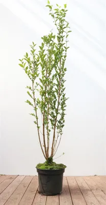 Produktbild von Ligustrum ovalifolium, Ovalblättriger Liguster, 100–125 cm