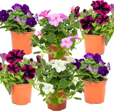 Produktbild von Bloomique - 6er-Mix - Großblütige Petunie - Farb-Mix - Beetpflanzen - Gartenpflanzen - 15-20 cm Hoch - Topf 10,5 cm