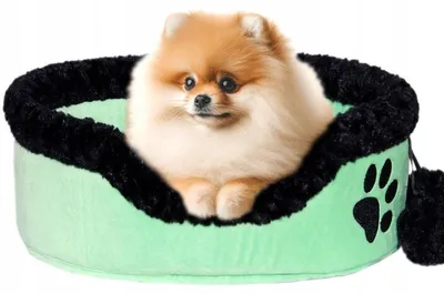 Produktbild von York Shop Hundebett für Zwergspitz Klein & Komfortabel