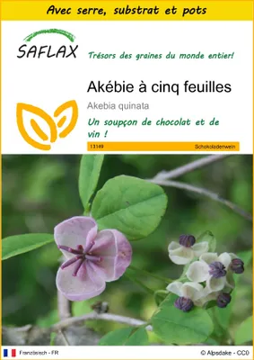 Image de SAFLAX Ensemble de culture - Akébie à cinq feuilles - 10 graines - Akebia