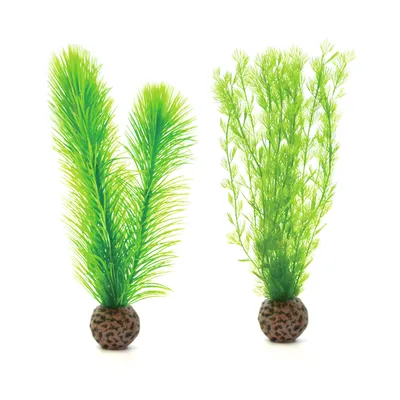 Produktbild von biOrb Federfarn Set klein grün (46083)