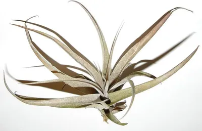 Produktbild von 1 Tillandsia cacticola, Tillandsien für Terrarien, Aufsitzerpflanzen