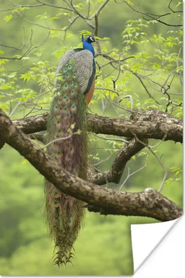 Produktbild von MuchoWow® Poster Pfau - Federn - Baum 120x180 cm - Kunstposter
