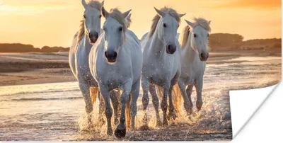 Produktbild von MuchoWow® Poster Pferde - Wasser - Strand - Tiere 160x80 cm - Foto Poster