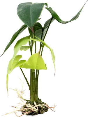 Produktbild von Terra Della Terrarienpflanze Alocasia grün, Größe: S