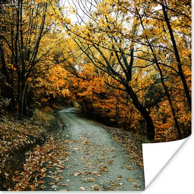 Produktbild von MuchoWow® Poster Blätter - Herbst - Wald 100x100 cm - Babyzimmer