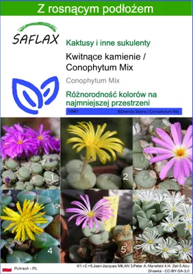 Zdjęcie produktu dla SAFLAX - Kwitnące kamienie / Conophytum Mix - 40 Nasiona - Z podłożem uprawowym wolnym od zarazków - Conophytum Mix