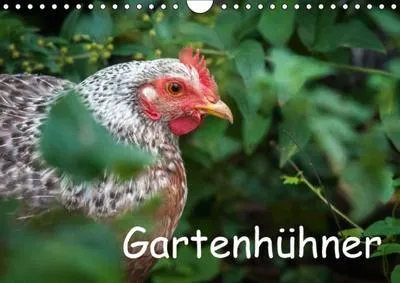 Immagine prodotto di Calendario da parete con immagini di galline (formato DIN A4 orizzontale): Ritratti di galline felici (calendario mensile, 14 pagine) (CALVENDO - Animali)
