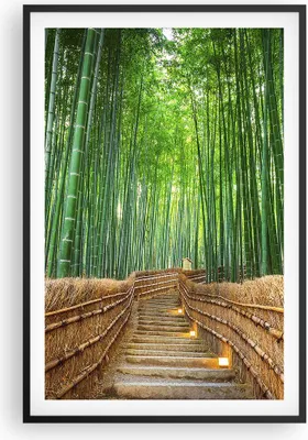 Produktbild von Gerahmtes Poster - Schwarzer Rahmen - Bambus Pflanze - 61x91,5 cm - Wand Bild - Wanddeko - Wandbilder - Kunstposter - Wandposter - Bilderrahmen - Bilder - Kunstdruck - Wandbild - P2BPA61x91-3979