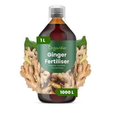 Produktbild von Ginger Flüssigdünger 1L – 2-1-8 NPK – Flüssig-Pflanzendünger für Ingwerpflanzen – Organifer