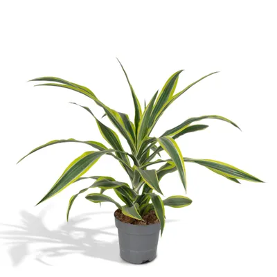 Produktbild von Meergroothandel Dracaena Fragrans Lemon Lime - 40 cm, Ø 17 cm