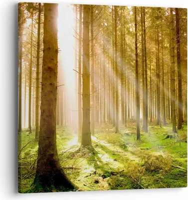 Produktbild von Bild auf Leinwand - Leinwandbild - Bäume Sonne Natur - 40x40cm - Wand Bild - Wanddeko - Wandbilder - Leinwanddruck - Bilder - Kunstdruck - Wanddekoration - Leinwand bilder - Wandkunst - AC40x40-0156