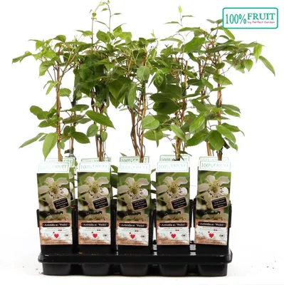 Produktbild von Kiwi - Actinidia arguta Weiki - männliche Kiwi - Minikiwi