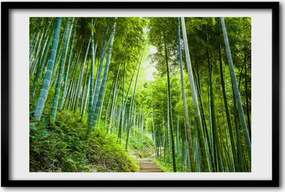 Produktbild von Bild 60x40 MDF-Rahmen, Wandkunst Bambuswald