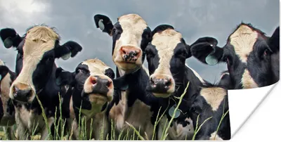 Produktbild von MuchoWow® Poster Kühe - Wolken - Gras - Tiere 120x60 cm - Bild