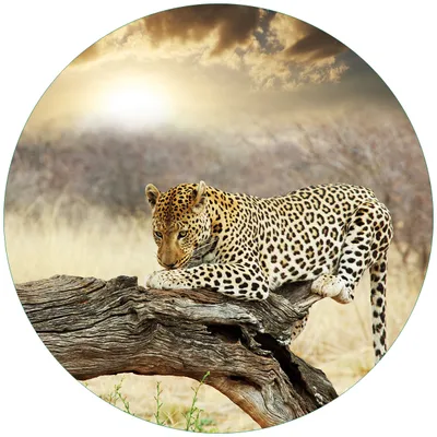 Produktbild von Wallario Premium Glasbild, freischwebende Optik, kräftige Farben, rund 50cm Durchmesser, Motiv Leopard auf Baumstamm in Afrika