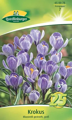Artikelbild 2 von 'Krokus großblütig (25 Stück)' aus der Kategorie Krokuszwiebeln
