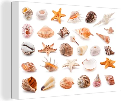 Produktbild von OneMillionCanvasses® - Leinwandbilder - 140x90 cm, Muscheln - Strand - Collage, Wandbilder Kunstdruck Wanddekoration