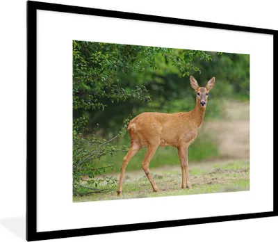 Produktbild von MuchoWow® MuchoWow® Gerahmtes Poster Hirsche - Gras - Wald 80x60 cm - Poster mit zchwarzem Bilderrahmen - Schlafzimmer-Dekorationen - Fotoposter