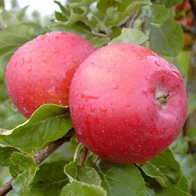 Produktbild von Apfelbaum `Santana´, für Allergiker geeignet, Niedrigstamm 120-140cm im 10L-Topf