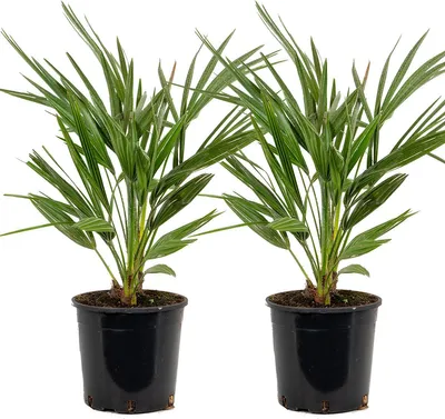 Produktbild von Bloomique - 2er Set - Chamaerops Humilis - Europäische Zwergpalme - Palmen Winterhart Draußen - Höhe 60-70 cm - Topf 19 cm