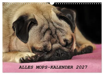 Produktbild von Alles Mops-Kalender 2027 (Wandkalender 2027 DIN A3 quer), CALVENDO Monatskalender