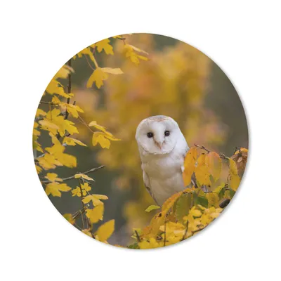 Produktbild von MuchoWow® Mauspad Mousepad Vogel - Eule - Herbst 50x50 cm - Mousepads - Maus Mat - Pad - Mausunterlage - Vinyl