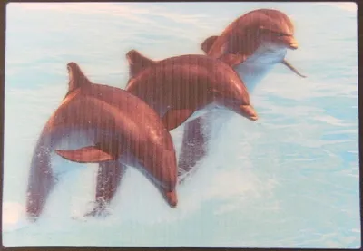 Produktbild von 3 D Ansichtskarte Delfine, Postkarte Wackelkarte Hologrammkarte Tiere Tier Delfin Delphine