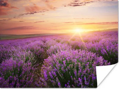 Produktbild von MuchoWow® Poster Lavendel - Sonne - Blumen 120x90 cm - Wandbild