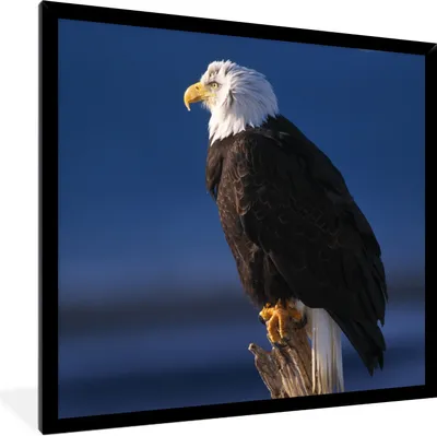 Produktbild von MuchoWow® Gerahmtes Poster Adler - Nahaufnahme - Zweig 40x40 cm - Poster mit Schwarzem Bilderrahmen Wandposter Rahmen Foto Bilder - Mit Rahmen - Wanddekoration Schlafzimmer