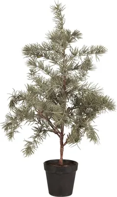 Produktbild von IB Laursen Weihnachtsbaum ZEDER mit Plastiktopf klein | Ø 28 H60cm