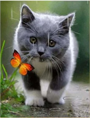 Image de Vikpap W2406 - Peinture par numéros, toile 30 × 40 cm - Chaton curieux et papillon