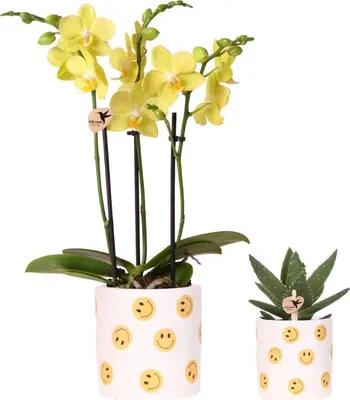 Produktbild von Kolibri Company | Smiley Pflanzenset | Gelbe Phalaenopsis Albenga 9cm und Sukkulente inkl. Keramik‑Übertöpfe