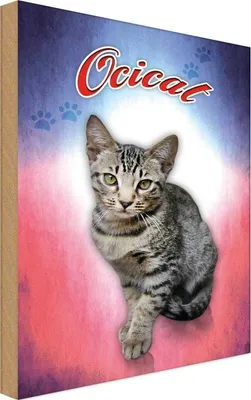 Produktbild von vianmo Holzschild 18x12 cm Katze Ocicat Tier Haustier